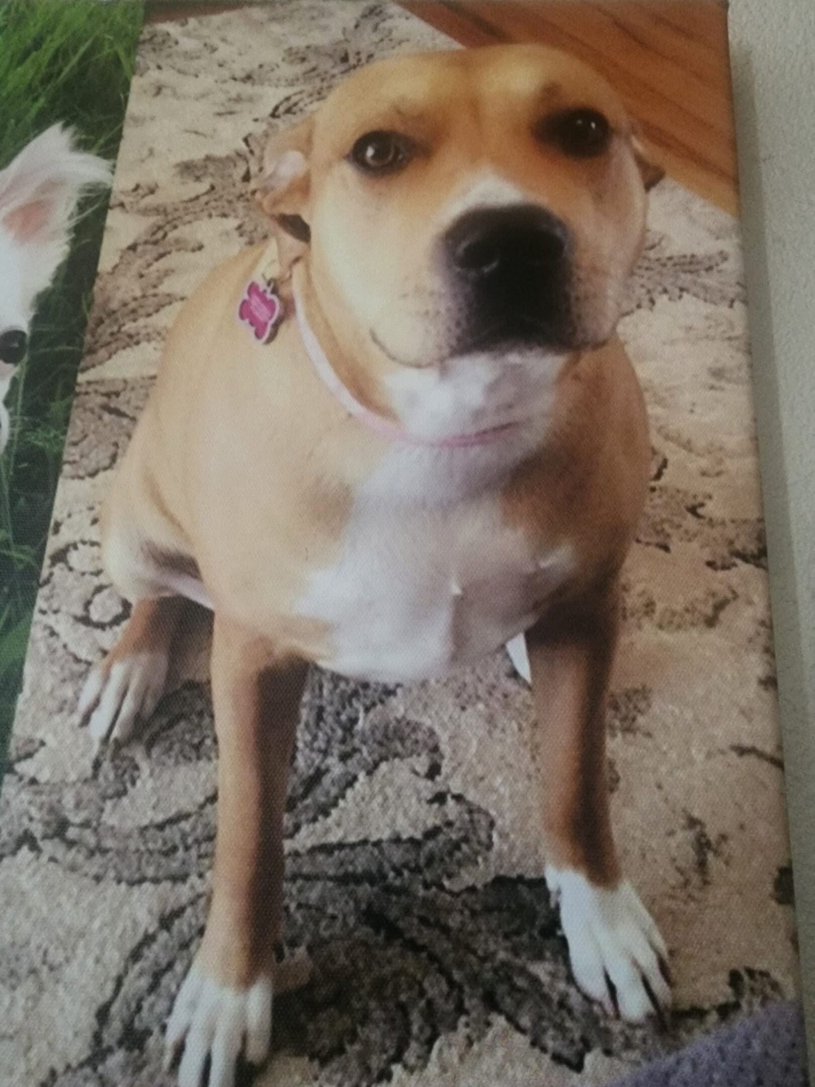 A dog is sitting on the floor and looking at the camera.